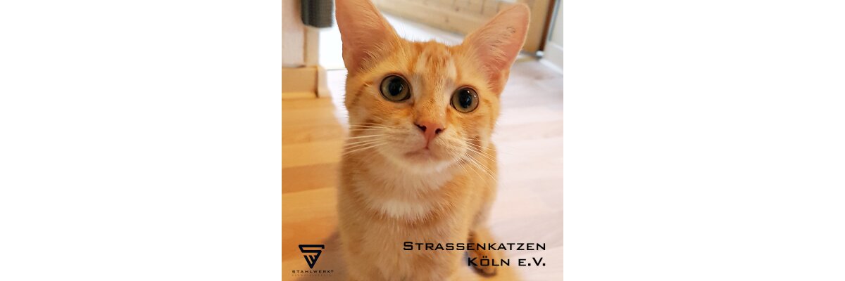 Straßenkatzen Köln e.V. - 